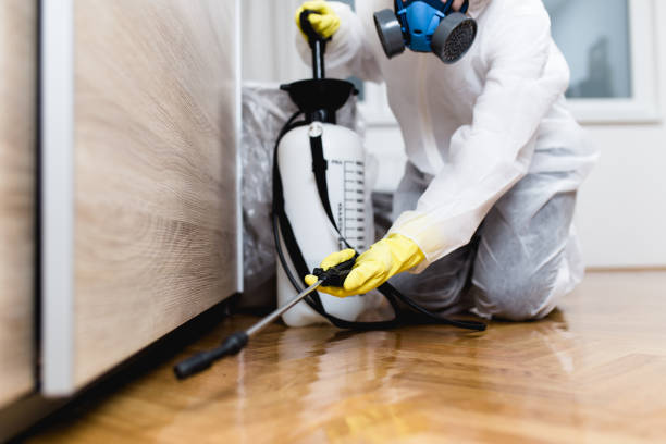 Wasp Removal Services in Kingwood, WV