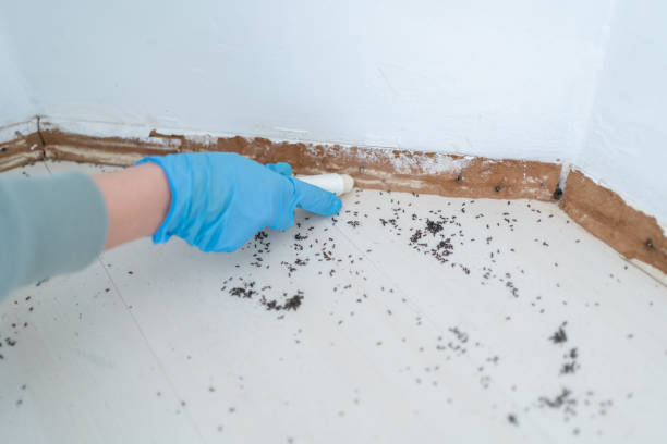 Best Wasp Removal Services  in Kingwood, WV